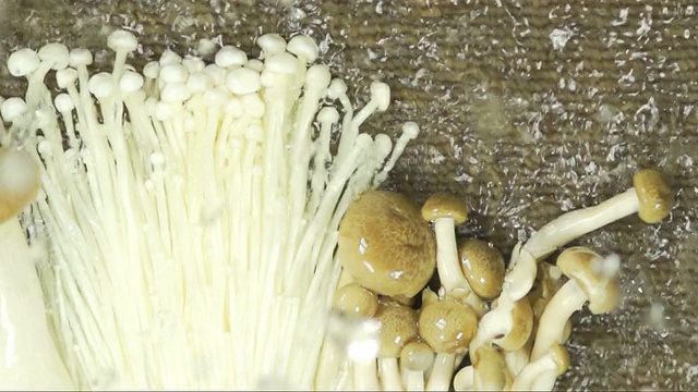 水溅有机蘑菇:高清慢动作视频素材