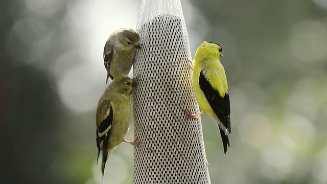 雄性金翅雀(Carduelis tristis)、雌性金翅雀和幼年金翅雀正在吃蓟种子，摄于美国印第安纳州瓦尔帕莱索视频素材