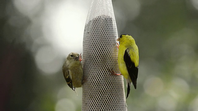 美国印第安纳州瓦尔帕莱索，雄性金翅雀(Carduelis tristis)和幼年金翅雀在吃袋装饲料机里的蓟种子视频素材