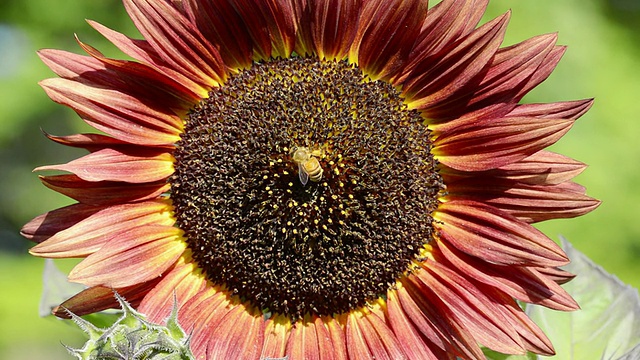 图为蜜蜂(Apis mellifera)在美国印第安纳州瓦尔帕莱索深色向日葵上采集花粉视频素材