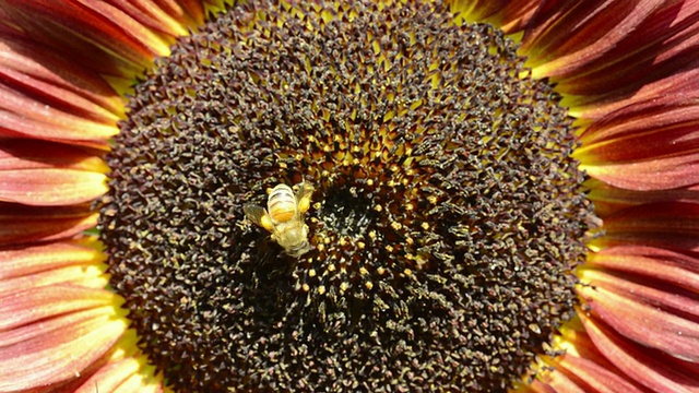 美国印第安纳州瓦尔帕莱索市，蜜蜂(Apis mellifera)采集花粉的照片视频素材