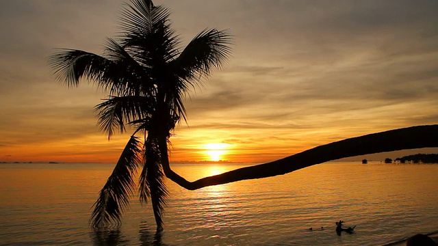 夕阳背景下的椰子树。视频素材