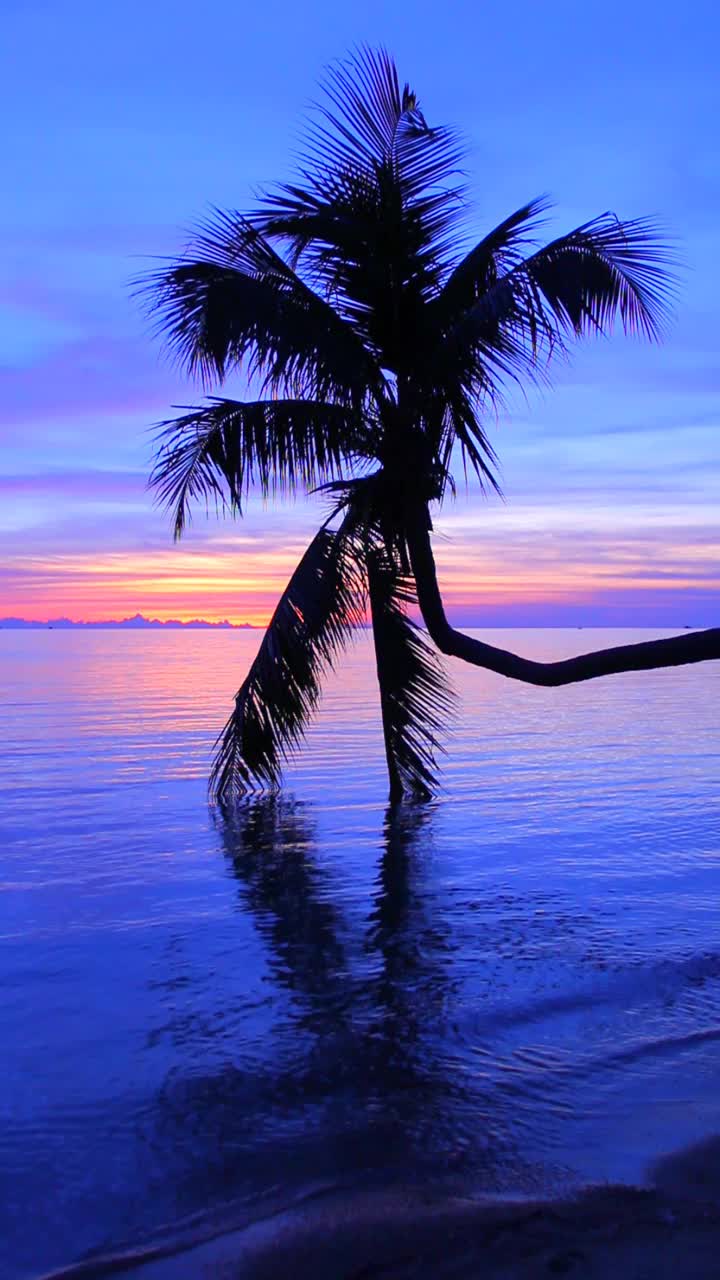 黄昏背景下的椰子树(垂直)。视频下载