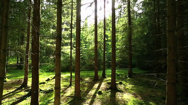 阳光透过森林追踪镜头视频购买