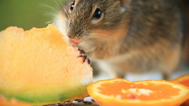 斑纹田鼠XCU吃甜瓜视频素材