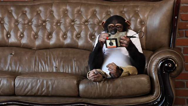 猴子照片沙发视频素材