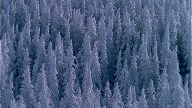 高角度的积雪覆盖的松树林视频素材