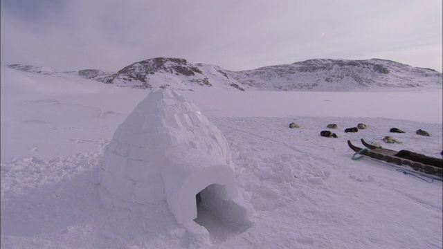 格陵兰岛，哈士奇在一座冰屋附近休息。高清。视频素材