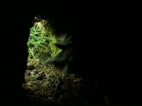 在冰岛，海雀进入洞穴并喂小鸡视频素材
