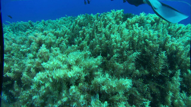 水肺潜水者在水下与鱼类和海洋植物游泳。高清。视频素材