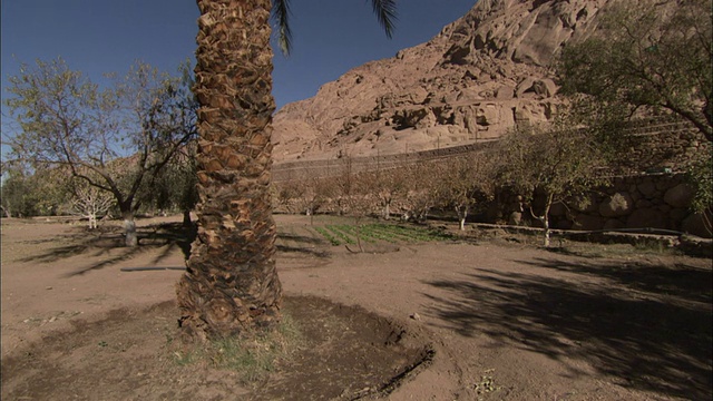 一棵柏树生长在埃及西奈山的圣凯瑟琳修道院的花园里。高清。视频下载