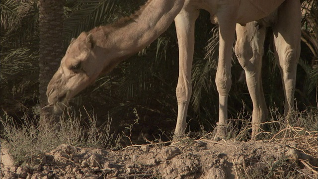 一只骆驼在也门希巴姆的一片棕榈树林中吃草。视频素材