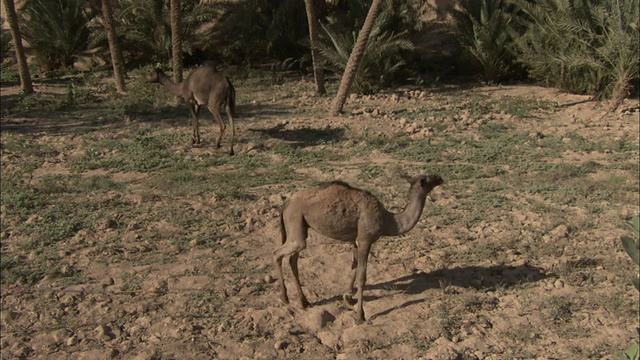 在希巴姆镇附近的一片棕榈树下，两头拴着的骆驼沿着沙漠的地面吃草。视频素材