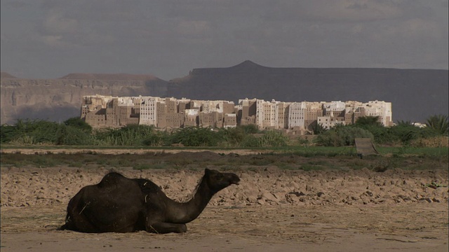 一只骆驼躺在沙漠里咀嚼食物。视频素材