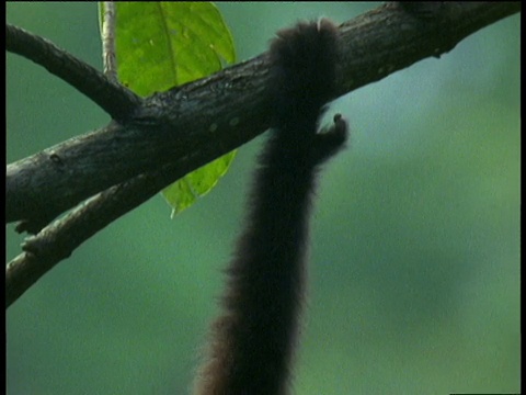 雄性胡洛克长臂猿挂在树枝上，然后松开手，落到了较低的树枝上视频下载