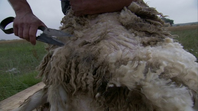 大剪刀把羊毛从羊身上剪下来。高清。视频下载