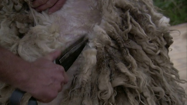 一个农民从羊的颈部开始剪羊毛。高清。视频下载