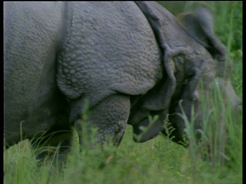 印度犀牛走过高草经过相机视频下载