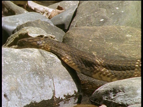 在泰米尔纳德邦卡兹兰加国家公园，眼镜王蛇在岩石上吐着舌头发出嘶嘶声，然后滑过小溪旁的岩石视频下载