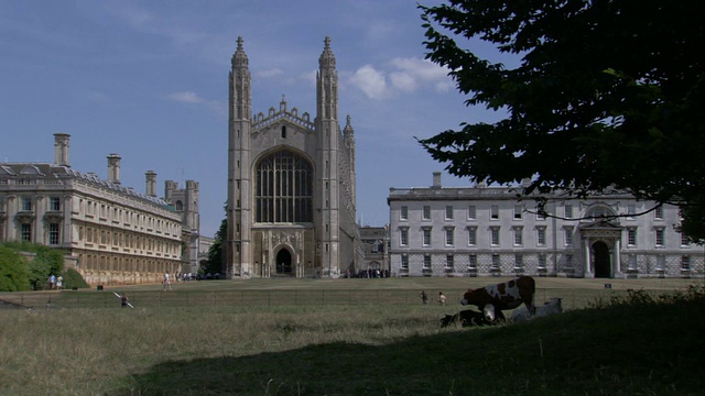 英国剑桥大学国王学院教堂附近，奶牛在树荫下吃草。高清。视频下载