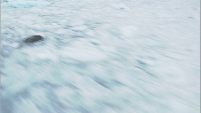 在阿拉斯加威廉王子湾的密集冰山上低空飞行。高清。视频下载