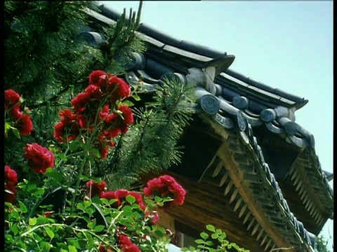 传统的韩国宝塔屋顶边缘的细节与蓝天与绿色的叶子和红色的花朵在前景视频素材