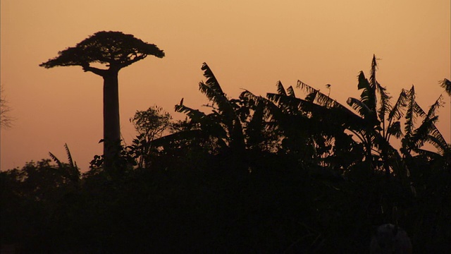 日落时分，一棵猴面包树旁的树枝在风中摇摆。高清。视频下载