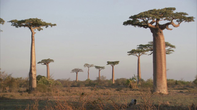 猴面包树生长在马达加斯加。高清。视频下载