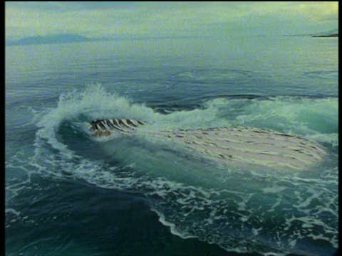 在阿拉斯加，座头鲸张开大嘴从海面上爬出来，弓步进食视频下载