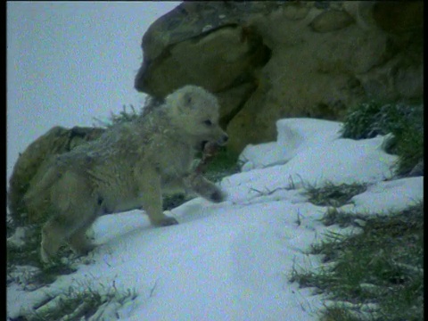 加拿大埃尔斯米尔岛，下雪时，嘴里叼着骨头的小狼崽走过岩石，躺下觅食。视频下载