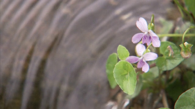 娇嫩的紫罗兰在潺潺的小溪旁盛开。高清。视频下载