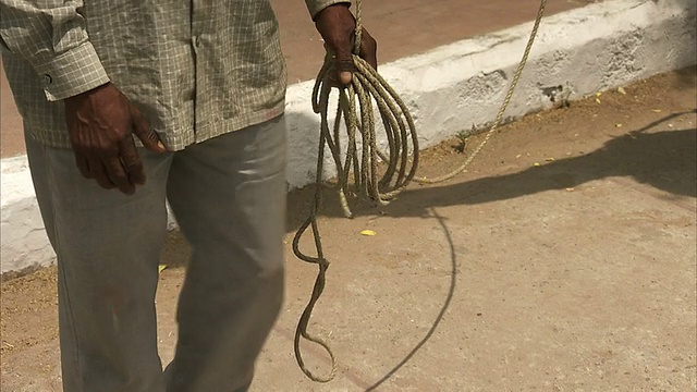 一个人牵着一只驼着howdah的骆驼。视频下载