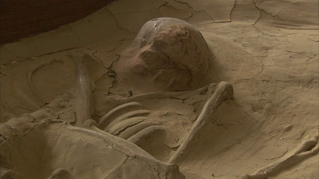 一具人类骨骼化石在博物馆里展出。在高清视频下载