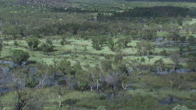 在澳大利亚的奥培里，水流蜿蜒穿过一片长满树木的沼泽景观。视频素材