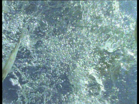 水下低角度的束带翠鸟潜水捕鱼，它错过了猎物，美国视频素材