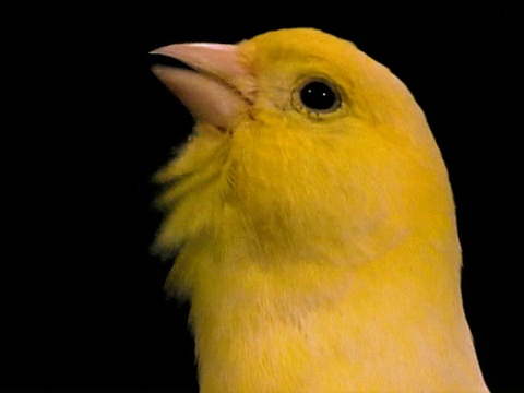 黄色的金丝雀在黑色的背景前歌唱。视频下载