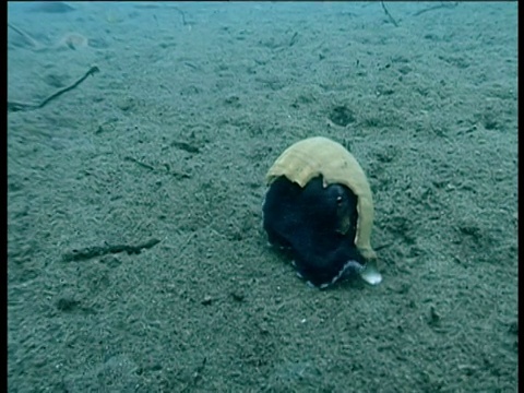 苏拉威西岛海床上，有脉络的章鱼挤进贝壳里视频素材