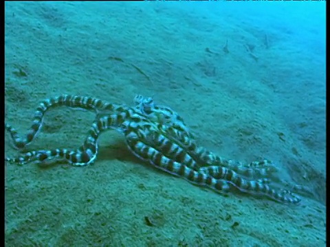 模仿章鱼在海底游泳，模仿比目鱼，苏拉威西岛。视频素材