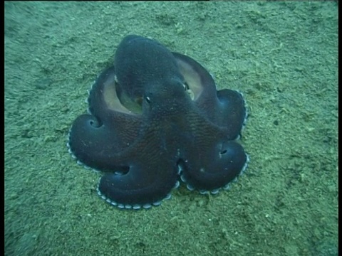 苏拉威西岛，海床上有脉络的章鱼，手臂蜷曲在下面。视频素材