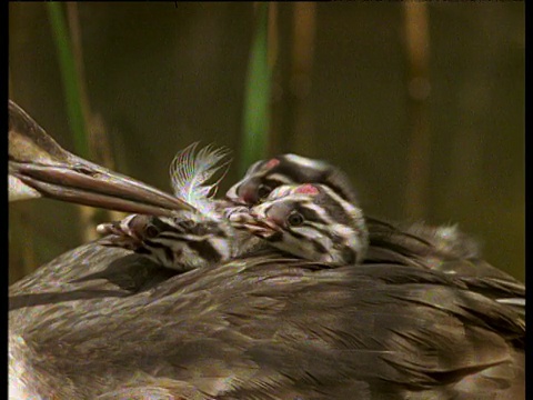 英国，伟大的冠毛鸊鸱在父母的背上，一只被喂食一根羽毛视频素材
