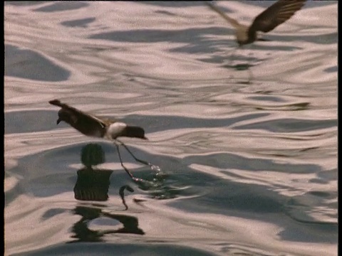 风暴海燕在平静的海面上跳舞和行走视频素材