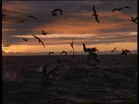 加拉帕戈斯群岛，日落时分，蓝脸鲣鸟的剪影潜入海中捕鱼视频素材