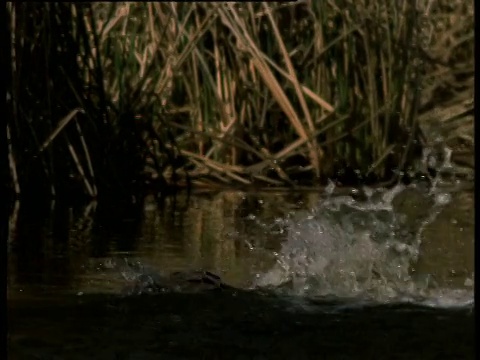 两只克拉克氏鸊鷉表演求偶舞蹈的后视图，在水面上奔跑，然后潜入水中视频素材