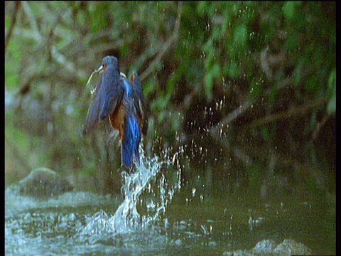 英国，色彩斑斓的翠鸟潜入水中捕捉水下的鱼，然后和鱼一起浮出水面，用嘴叼着鱼飞走视频下载