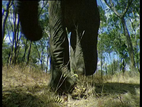 非洲，大象险些踩到象鼩视频素材