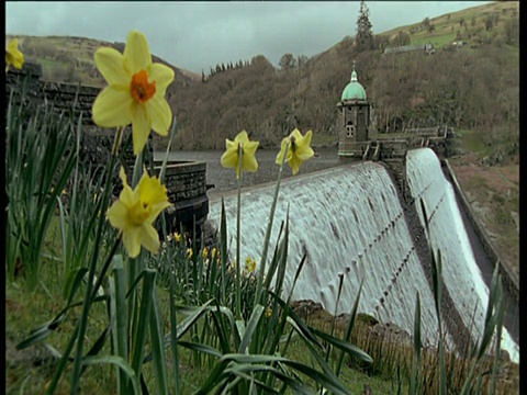 水涌下Elan山谷大坝墙，水仙花在前景，威尔士视频素材