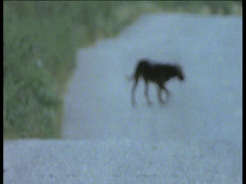 狗蜿蜒在炎热的沙漠道路通过热霾视频素材