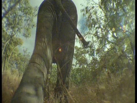 跟踪在非洲丛林中行走的大象视频素材