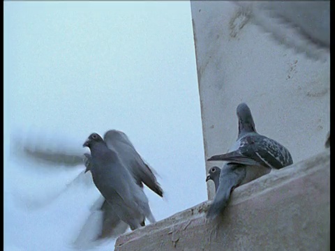 野鸽从屋架上起飞视频素材