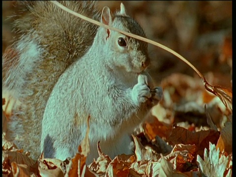 灰松鼠在树叶中觅食，捡起橡子放进嘴里，然后逃跑视频素材